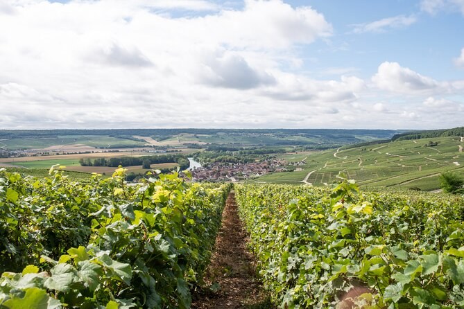 A vine row running down towards a village and a river in the valley below