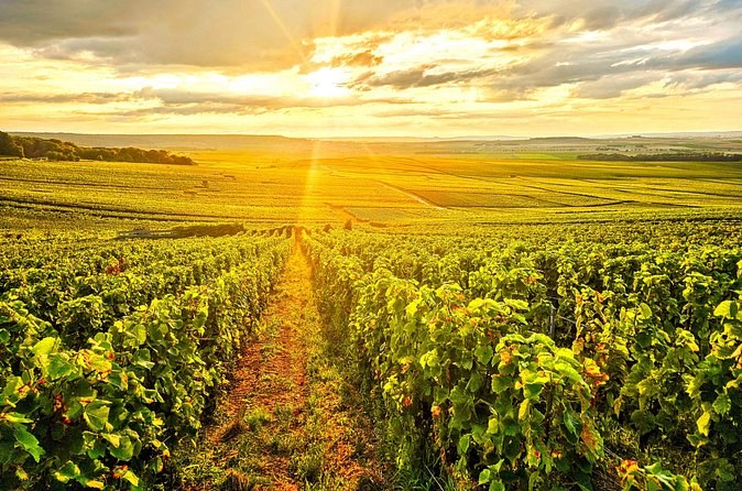Rows of vines running towards a low sun, the sky gold over the plain