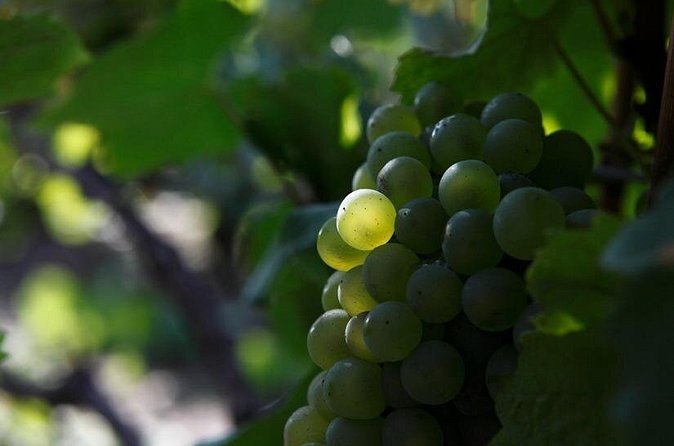 A bunch of white grapes hanging among green leaves